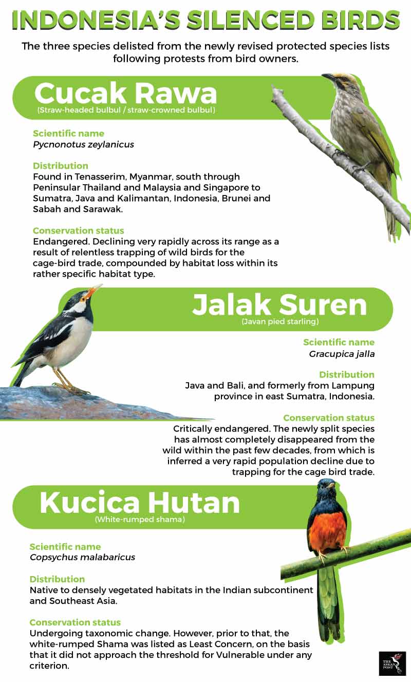 Asian Songbirds Species We Work With At Traffic