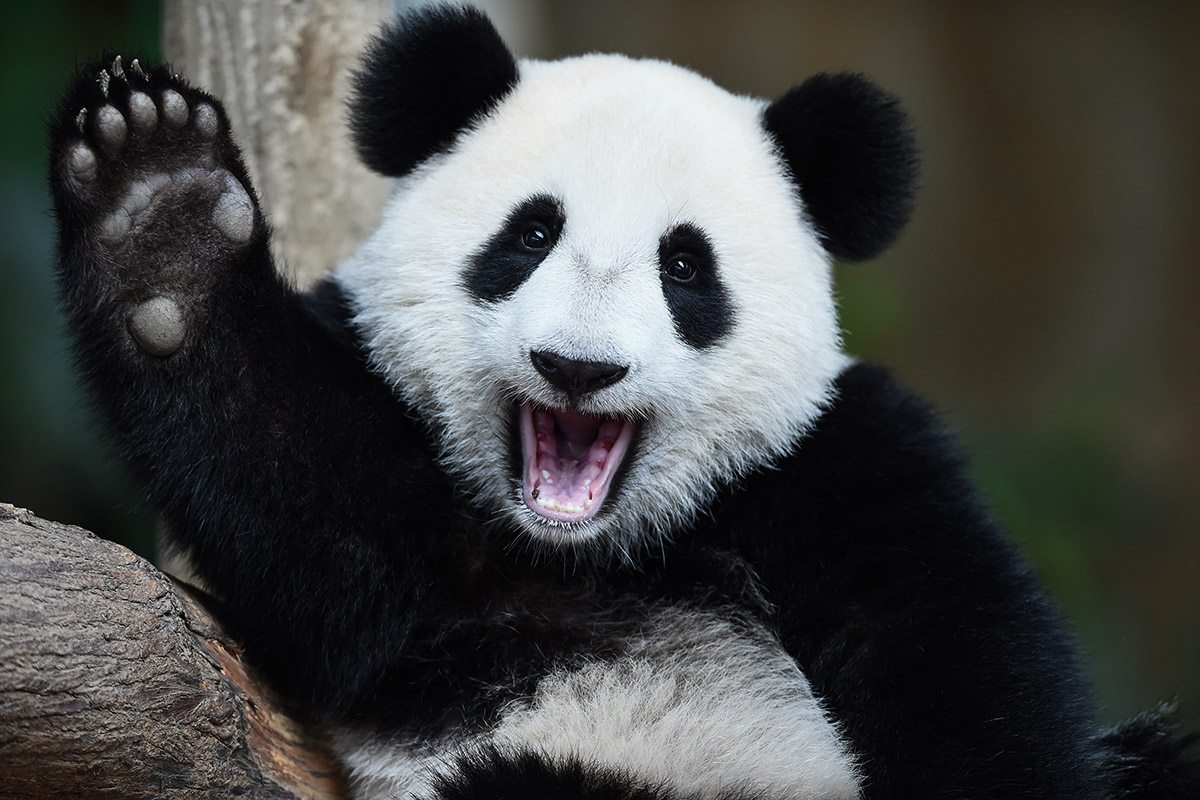 Pandas found a new home in Indonesia | The ASEAN Post Pandas found a new home in Indonesia | The ASEAN Post