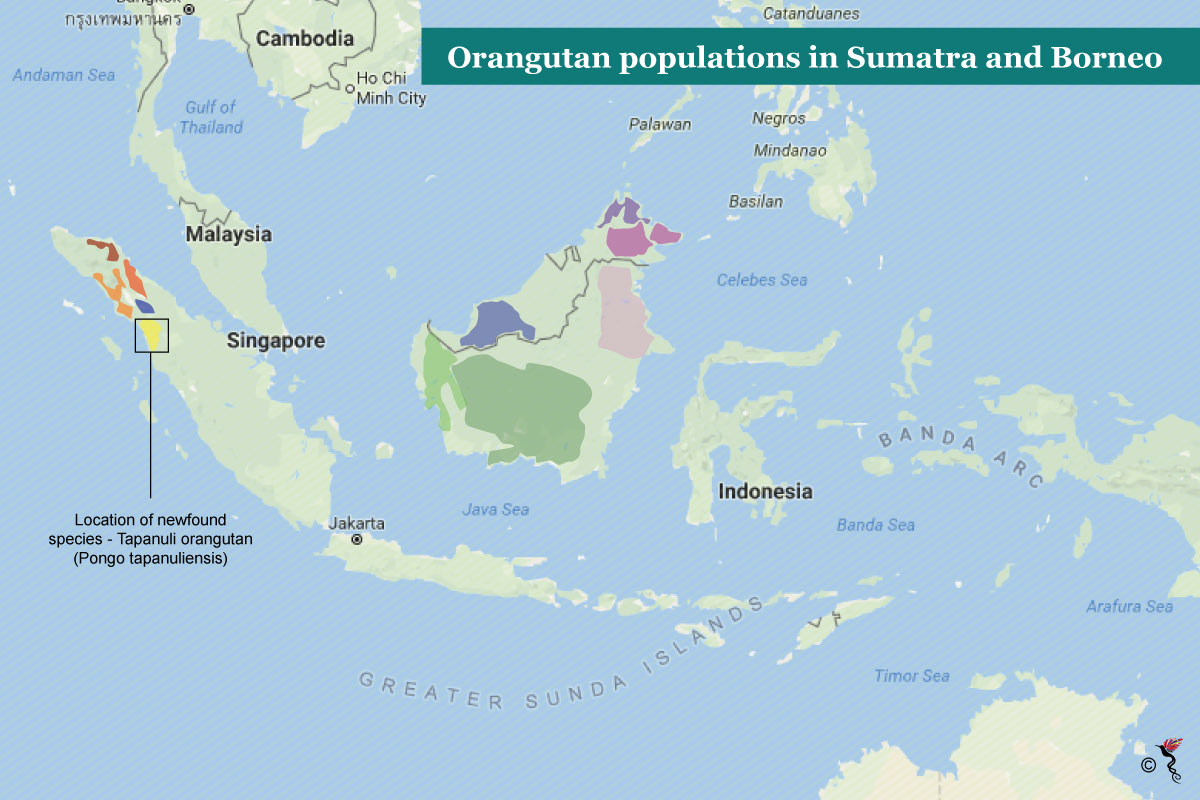 Sumatran Orangutan Map
