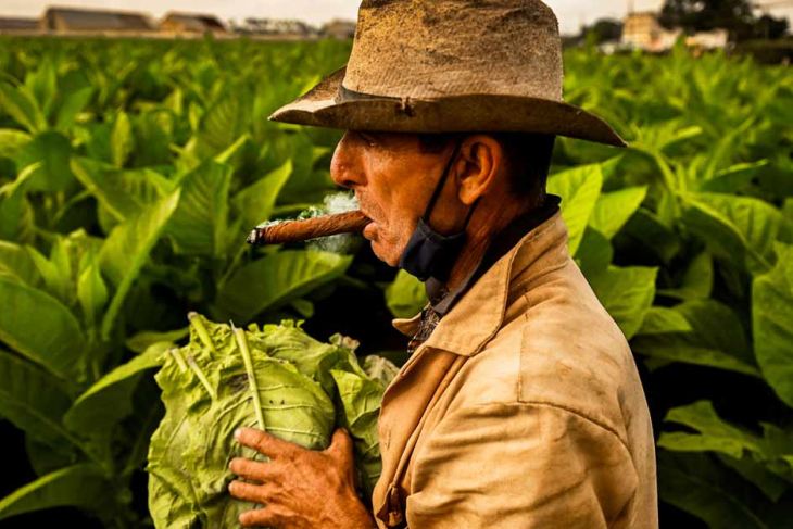 A farmer in a tobacco plantation